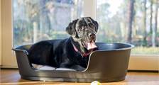 Hunde-Ferienhaus 6BD in Landal Coldenhove